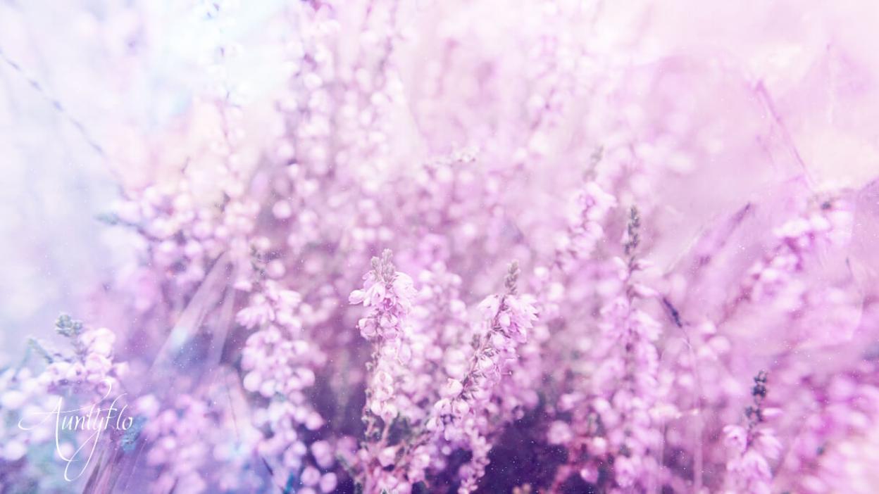 Heather (Lavender) Flower Meaning Dictionary